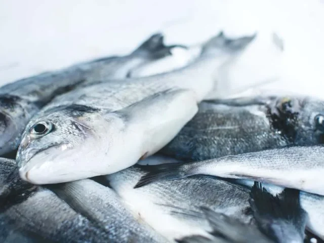 Frozen / White Fish
