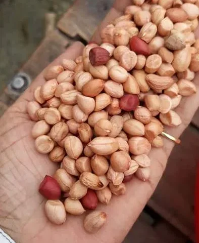 🥜 Peanuts — Bangladesh Origin