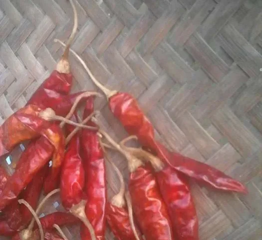 🌶️ Red Chilli & Chilli Powder — Bangladesh Origin