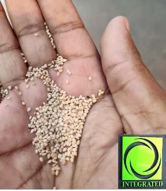 White Sesame Seeds