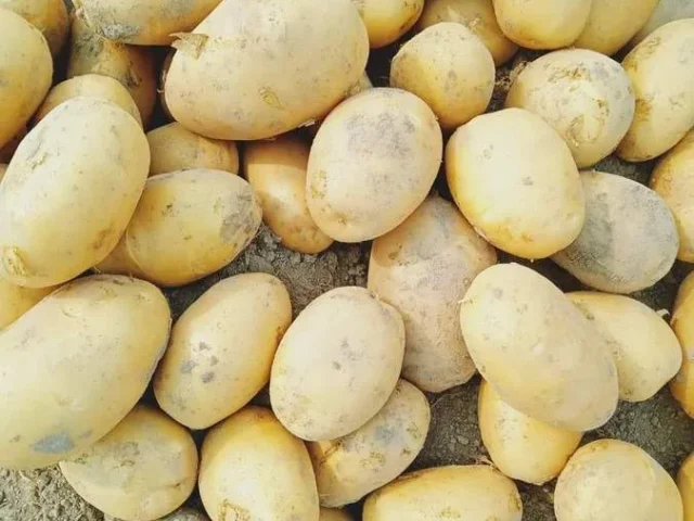 Bangladesh Origin Potatoes